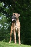 DOGUE ALLEMAND 819